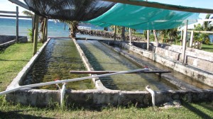 Mariculture at Makogai