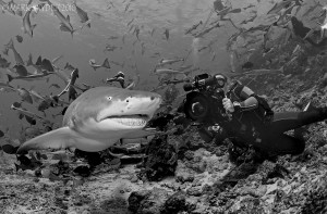Beqa Sharks. Photo: Mark Snyder