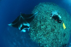 Diving with Mantas at Wakaya Photo: Brigitte Dewhirst