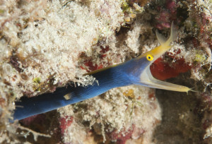 Blue Ribbon Eel. Photo Brigitte Dewhirst