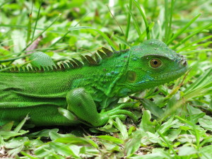 American Iguana Photo: Stacy Jupiter