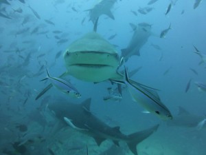 BullShark