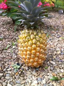Fiji Pineapple