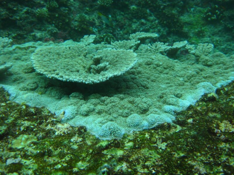 Acropora-table-coral