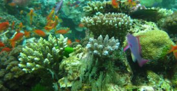 New-coral-growth-on-reefs-tops-in-the-Vati-i-Ra-Passage