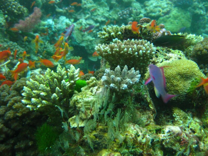 New-coral-growth-on-reefs-tops-in-the-Vati-i-Ra-Passage