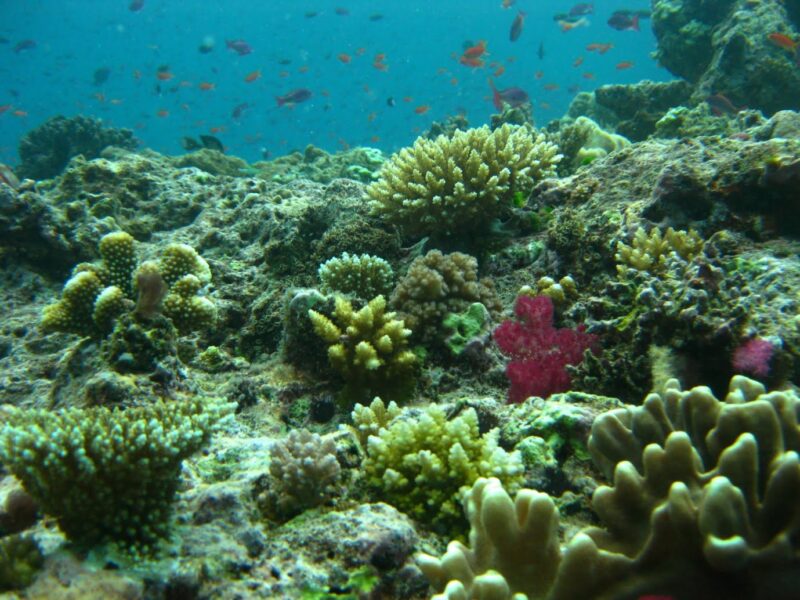 New-coral-growth-on-reefs-tops-in-the-Vati-i-Ra-Passage2