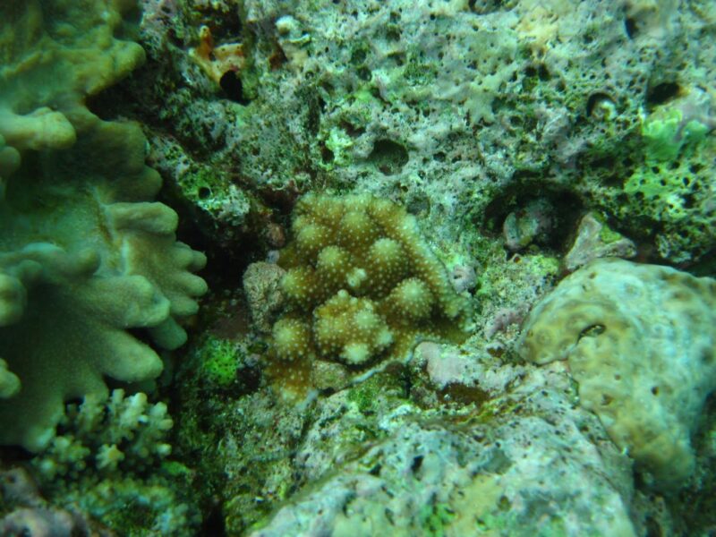 Newly settled coral less than a year old (photo credit H. Sykes)