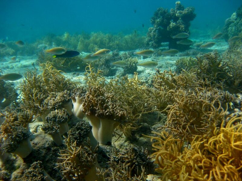 Changing Reefs – Hard to Soft - Sinularia-soft-coral-colonising-old-hard-coral-habitat-at-Honeymoon-Island-Taveuni